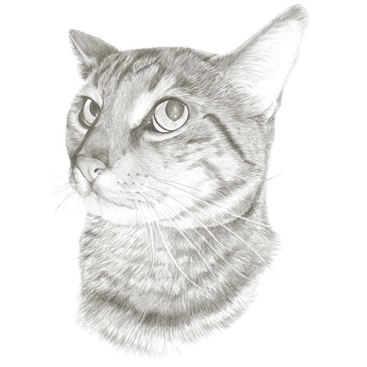 Pencil portrait of Henry the cat